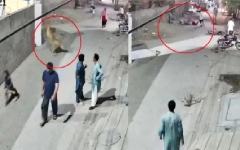 أسد ينقض على أم وطفليها وسط