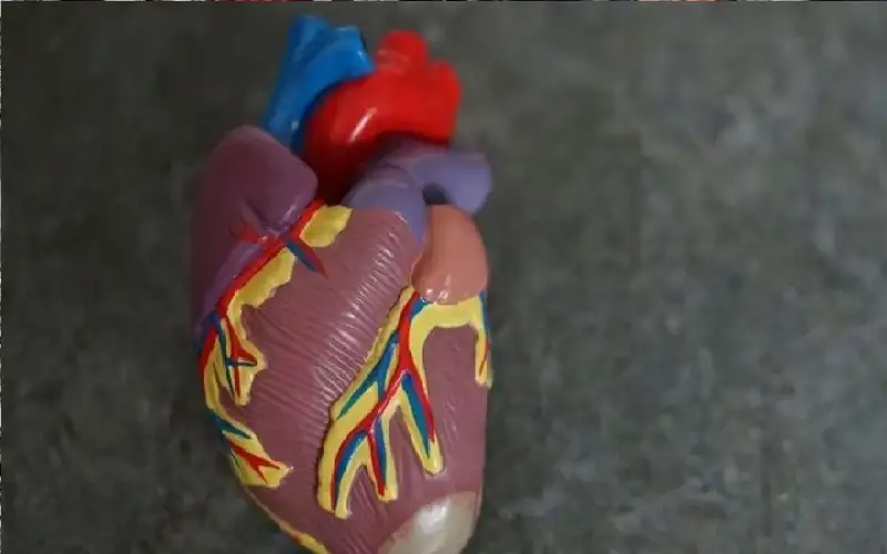 قلوب مخبرية بحجم بذور الشيا.. أمل