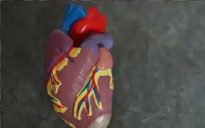 قلوب مخبرية بحجم بذور الشيا.. أمل