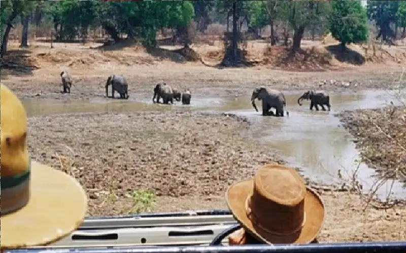 رحلة سفاري تتحول إلى فاجعة.. فيلة