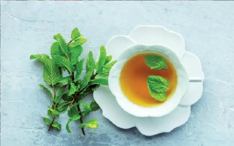 شاي النعناع ينشط الدماغ ويحسن الذاكرة