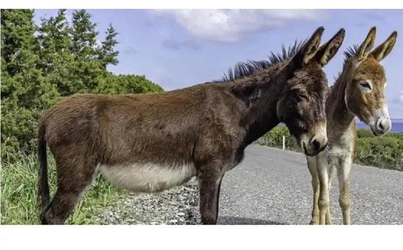 دواء من جلد الحمير .. مفاجأة