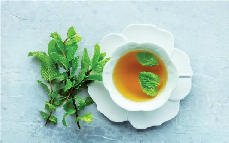 شاي النعناع ينشط الدماغ ويحسن الذاكرة