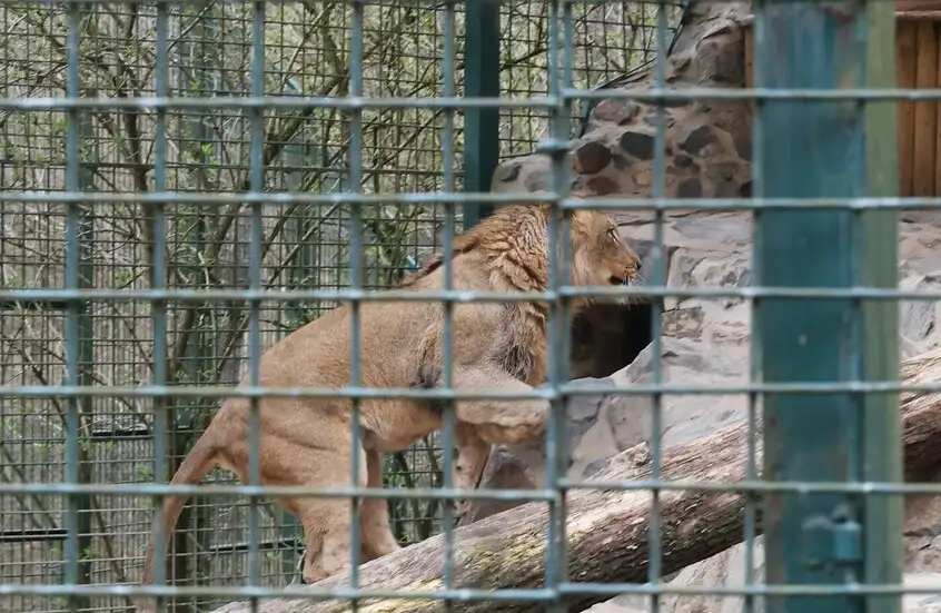 أسد يهاجم امرأة في حديقة للحيوان