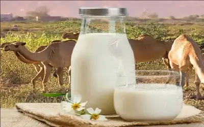 حليب النوق يمنع الربو التحسسي