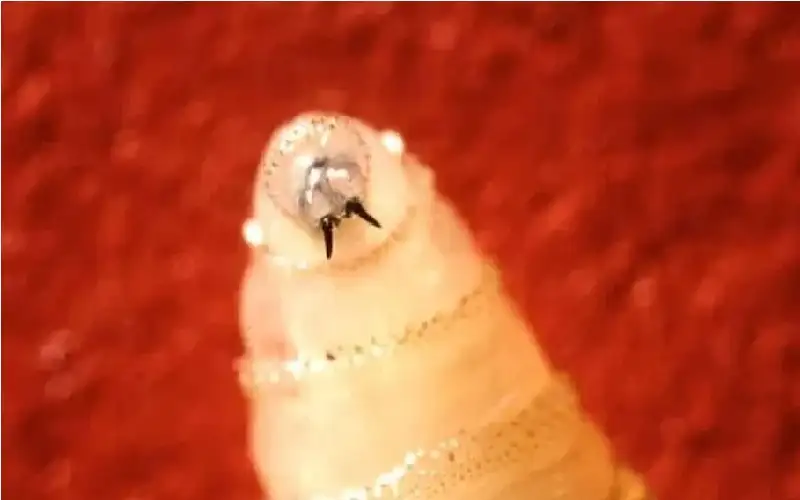 بعد اختفائها منذ 30 عاما.. ظهور