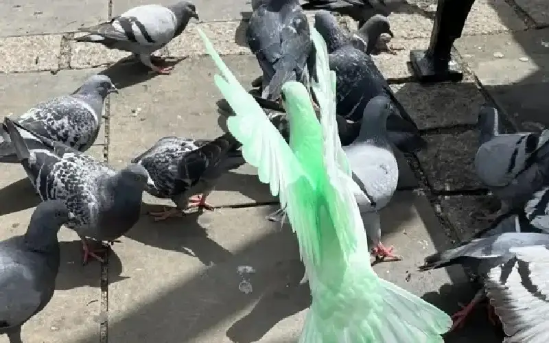 حمامة خضراء تشعل ضجة في بريطانيا..