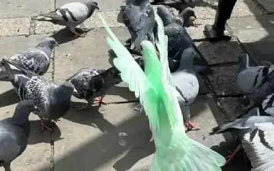 حمامة خضراء تشعل ضجة في بريطانيا..