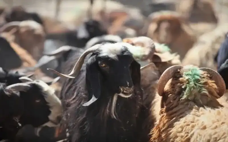 الأردن يصدر 590 ألف رأس من