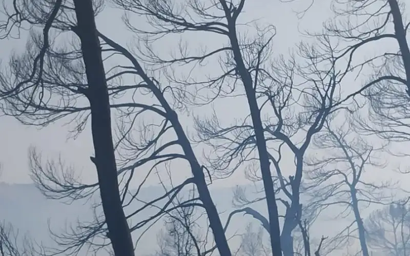 محافظ جرش: إجراءات مشددة بحق المتورطين