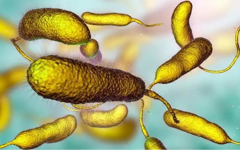 قتلت 4 بفلوريدا وقد تسبب بتر