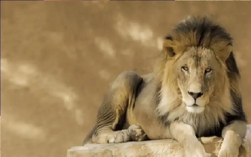 أسد يتجول في شوارع بغداد ويلتهم