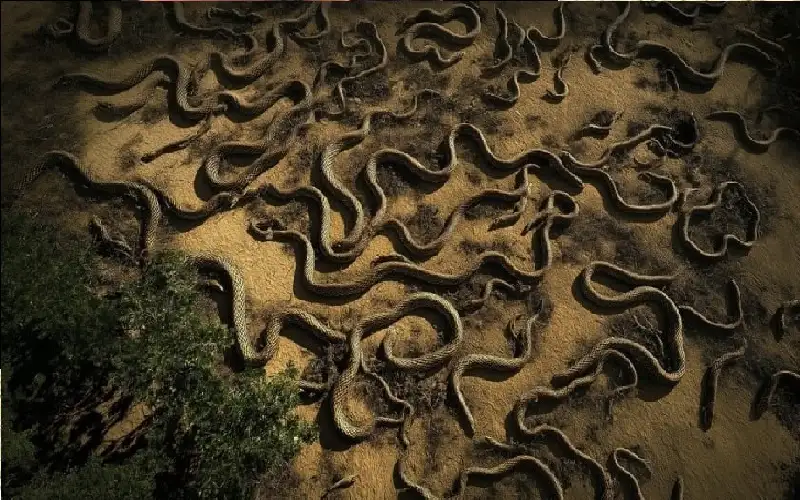 ممنوع دخول البشر.. جزيرة الثعابين ترعب