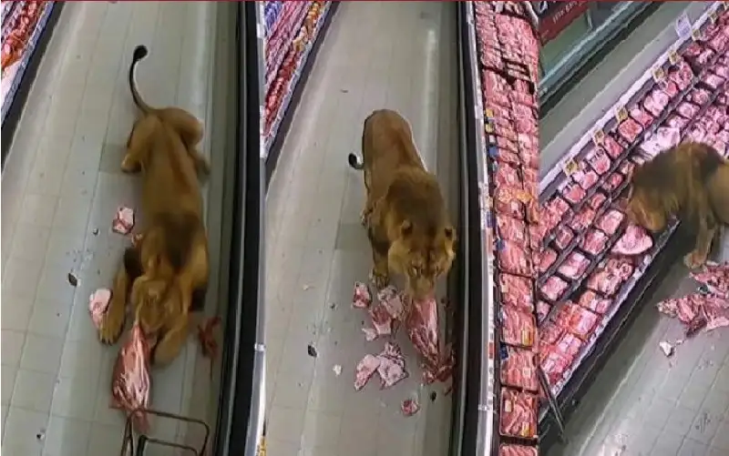 شاهد.. أسد يقتحم متجرا ويلتهم اللحوم