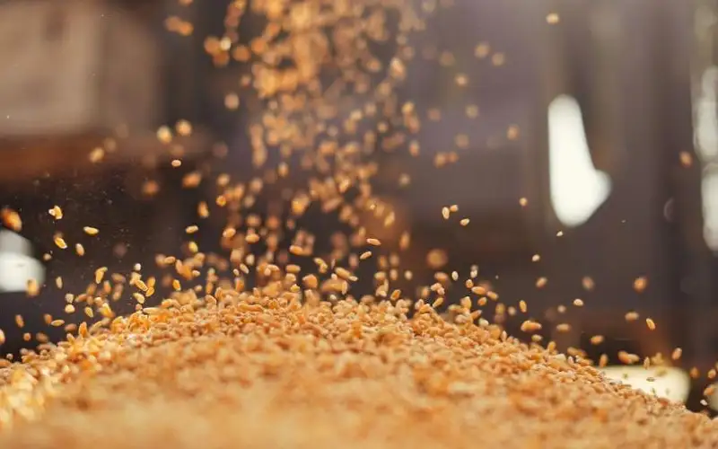 الحكومة: بدء شراء محصولي القمح والشعير