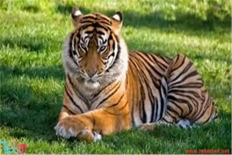 النمر حسني يقتل نفسه حزنا على