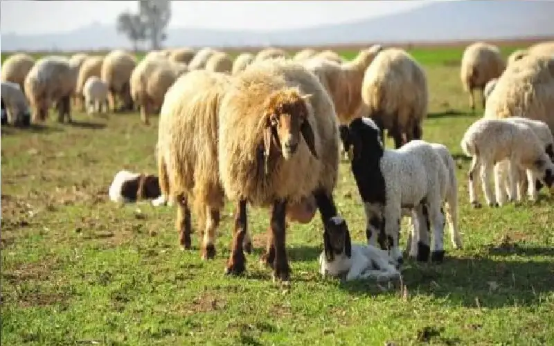 الأردن يوقف إصدار رخص استيراد الأغنام