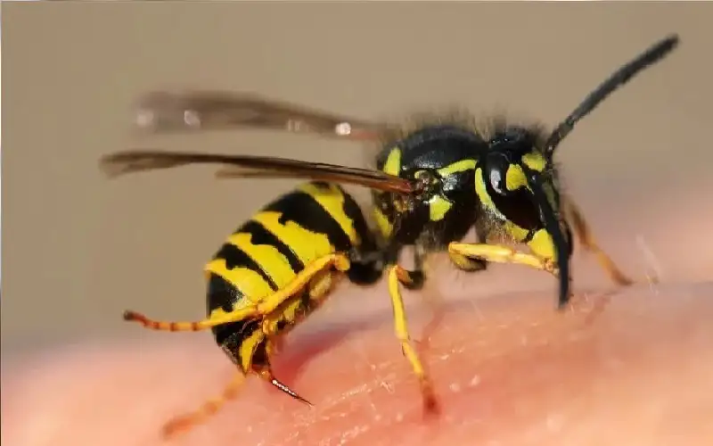 هجوم دبابير ينهي حياة طفل في