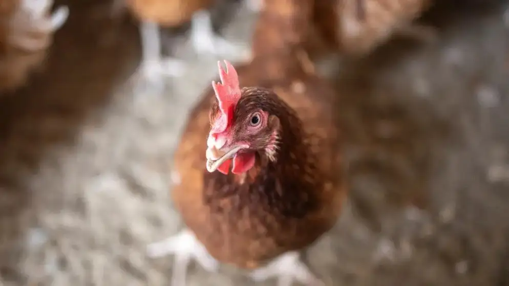 الأردن يرفع القيود عن استيراد الدواجن