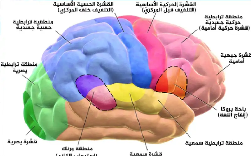 دائرة عصبية في الدماغ تضخم الألم