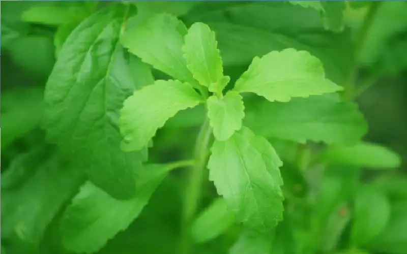 بديل للسكر .. لا يقوم فقط