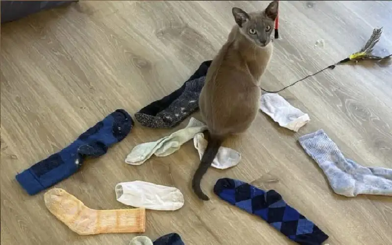 قط لص يسرق الملابس الفاخرة فقط..