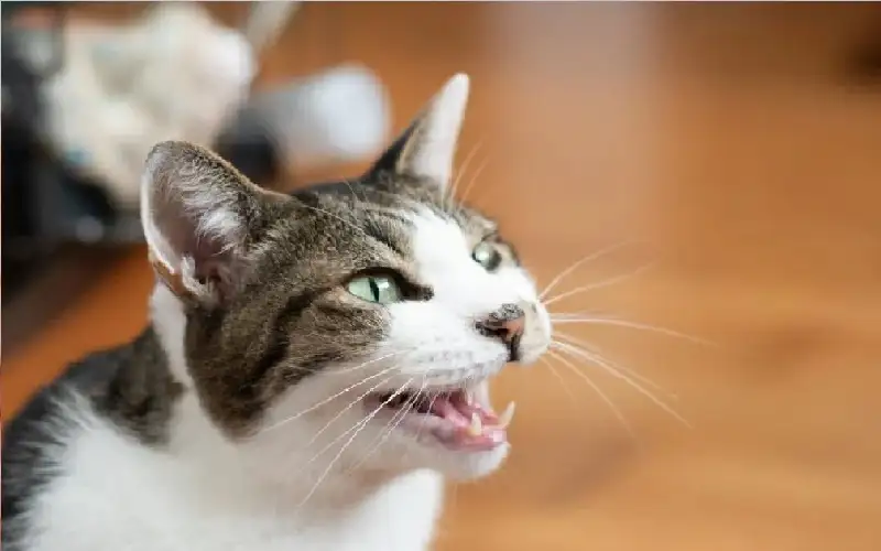 تحذيرات صادمة: القطط قد تدمر الحيوانات