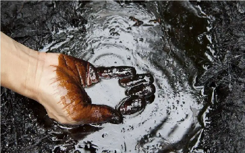 ليس من الديناصورات.. من أين أتى