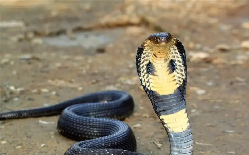 طفل يقتل كوبرا سامة بعضة وينجو