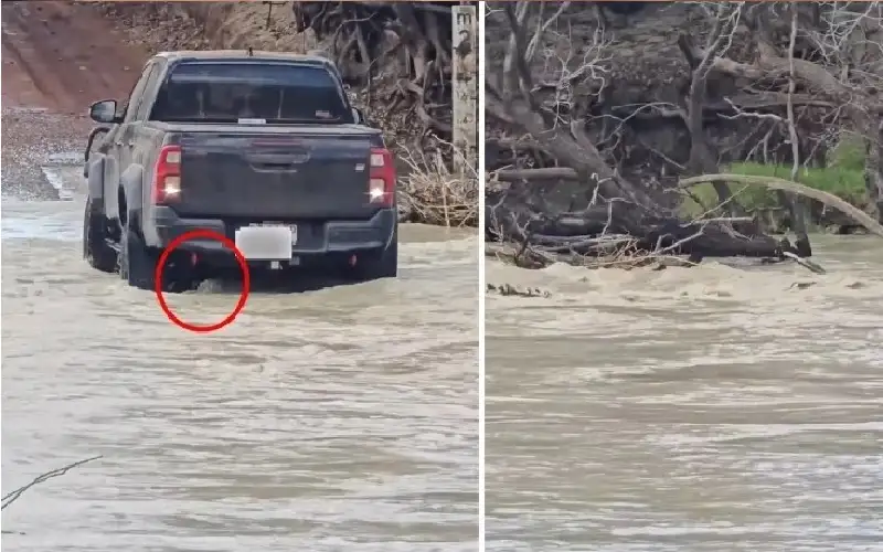 تمساح يكافح للخروج من تحت عجلات