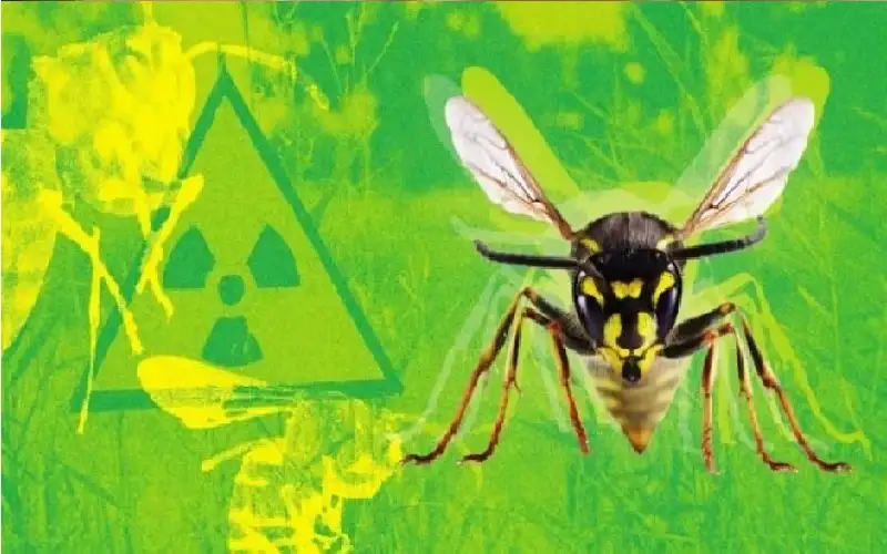 دبابير نووية.. اكتشاف إشعاع خطير داخل