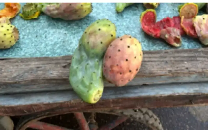 التين الشوكي كنز غذائي ربما لا