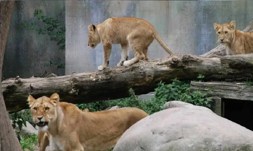 عن رحمة الغرب الكاذبة.. حديقة حيوان