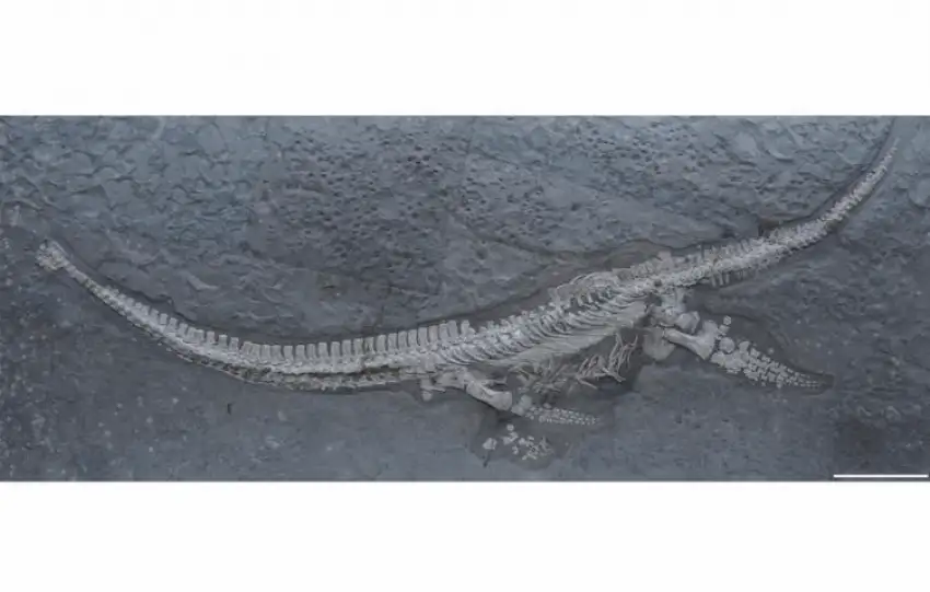 اكتشاف أقدم نموذج معروف لـبليزوصور