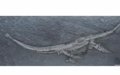 اكتشاف أقدم نموذج معروف لـبليزوصور