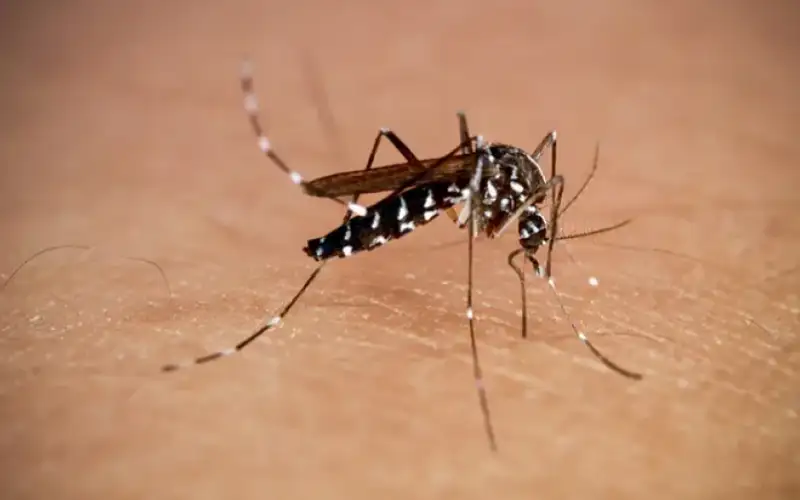 أجواء كورونا تطل مجددا من جنوب