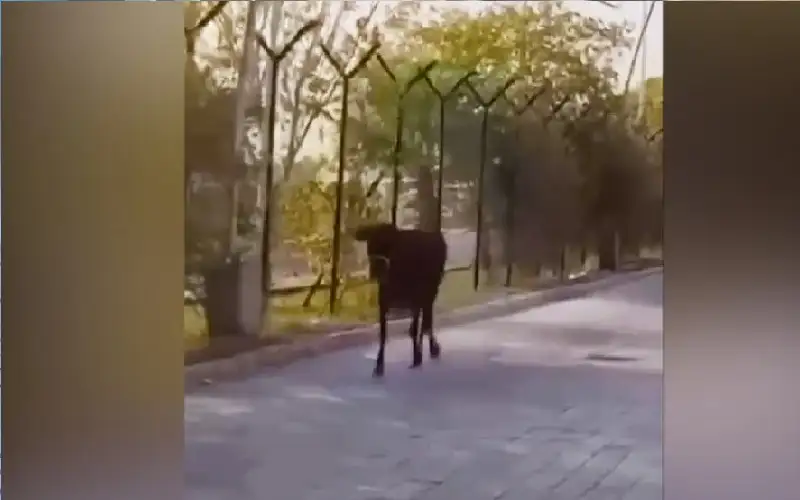 العراق: بقرة تقتحم مطار النجف أثناء