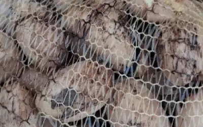 بلدية الرمثا تتلف 10 أطنان من