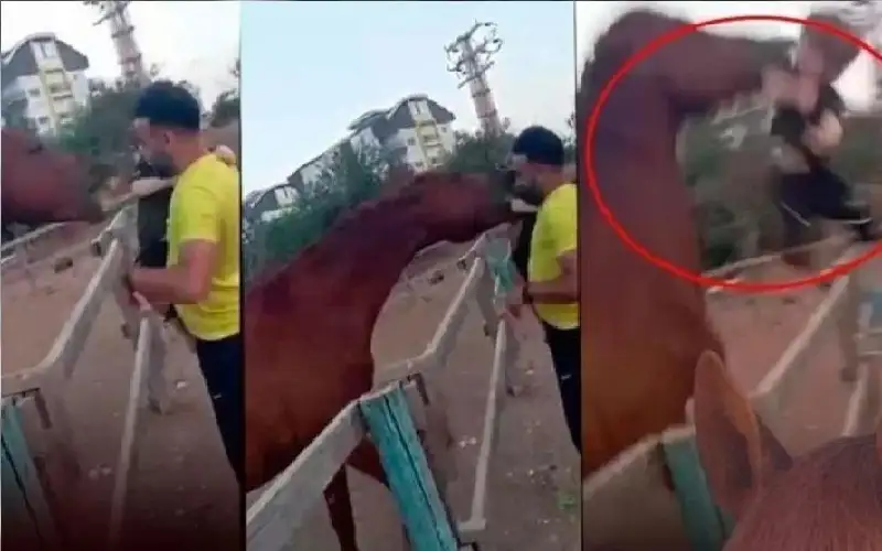 شاهد.. حصان يعض طفلا ويقذفه بالهواء