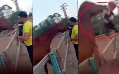 شاهد.. حصان يعض طفلا ويقذفه بالهواء