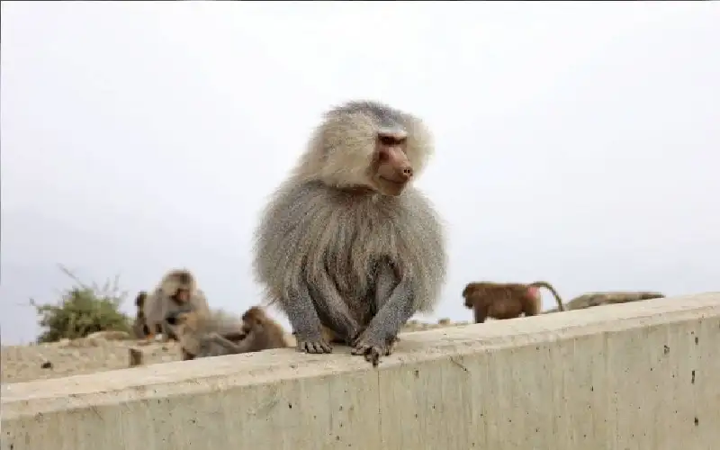 عن نفاق حقوق الحيوان.. حديقة حيوانات