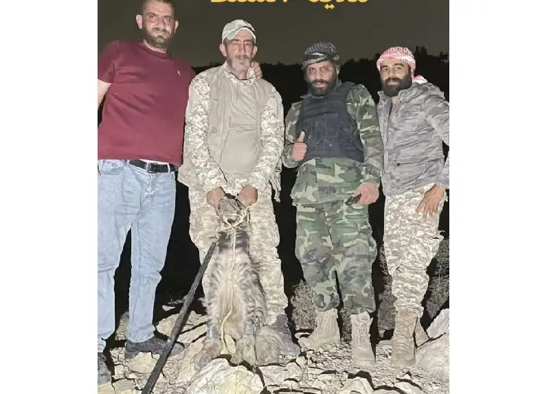 شباب من السلط يمسكون بضبع في