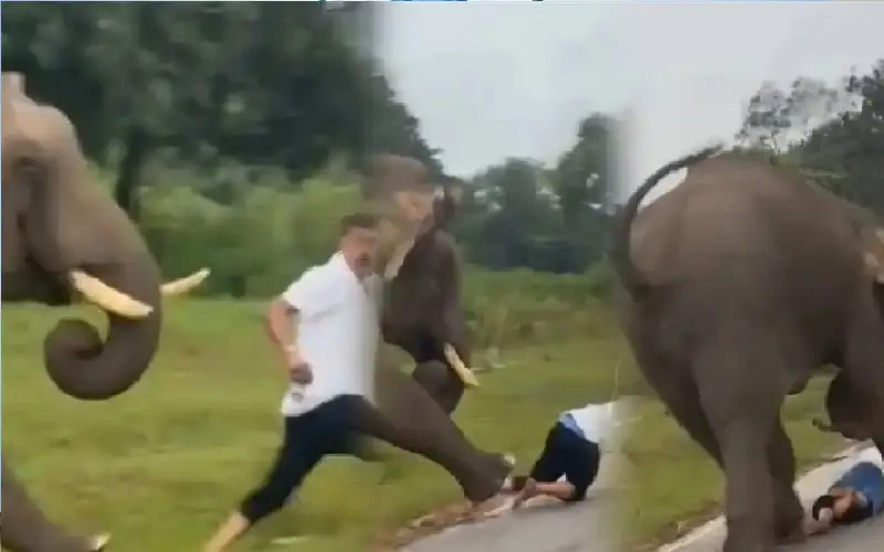 مطاردة مرعبة.. فيل بري يدهس سائحا