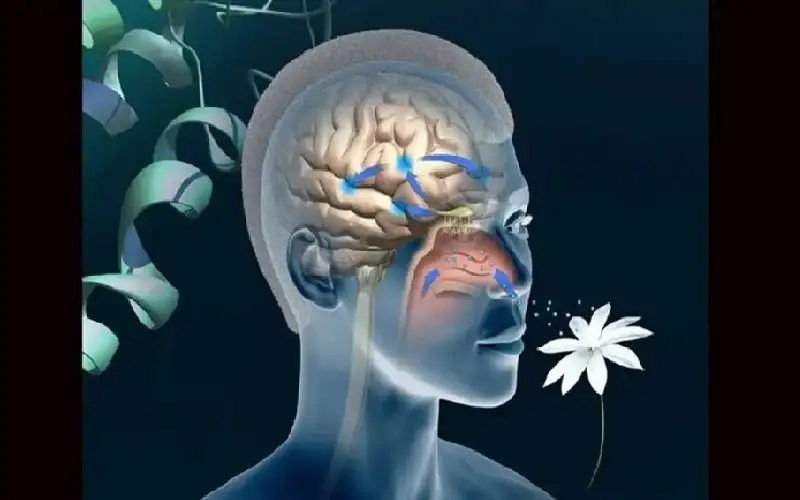 دراسة تفسر لماذا يبدأ مرض الزهايمر