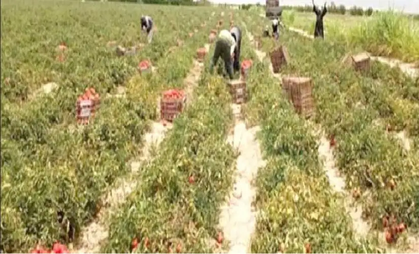 الأردن يواجه تحديات الأمن الغذائي بالـتـنـويـع