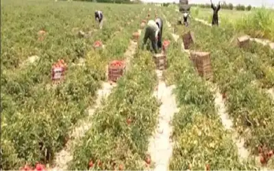 الأردن يواجه تحديات الأمن الغذائي بالـتـنـويـع