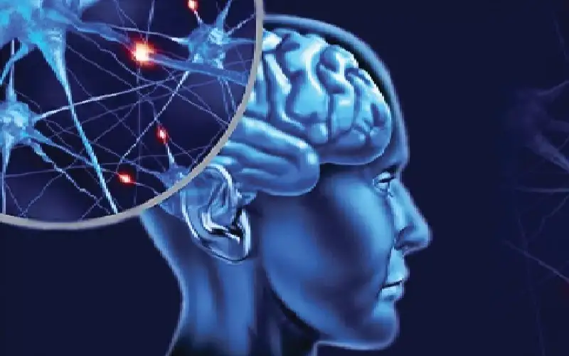 طبقات في الدماغ تزداد قوة مع