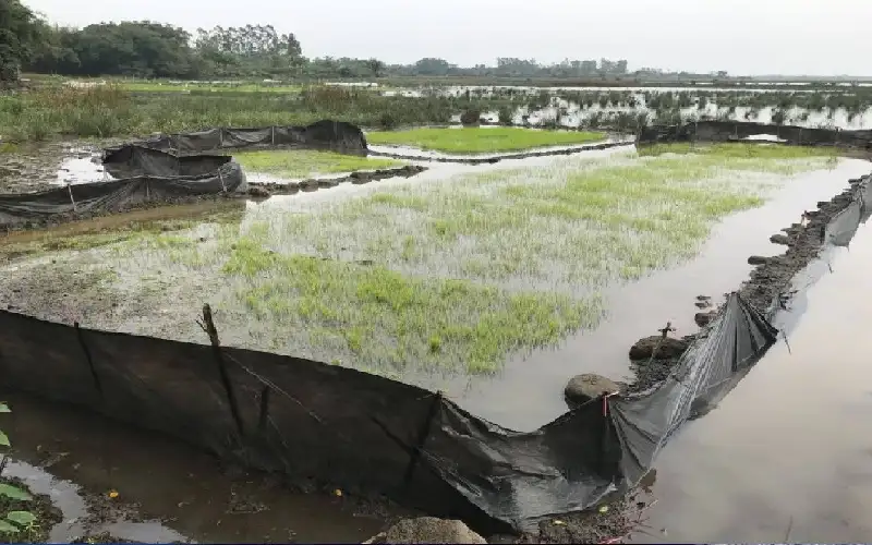 20% من الأراضي الرطبة في العالم