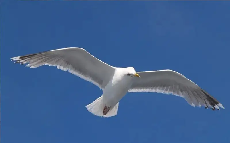 نورس يهاجم امرأة ويصيب رأسها بجروح