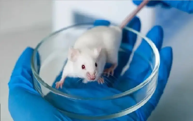 أمل جديد في علاج الاكتئاب.. زرع